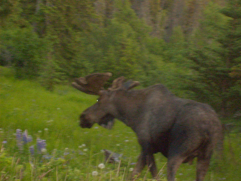 Poetic Thoughts - Moose on the Loose - by C.W. Pruitt II