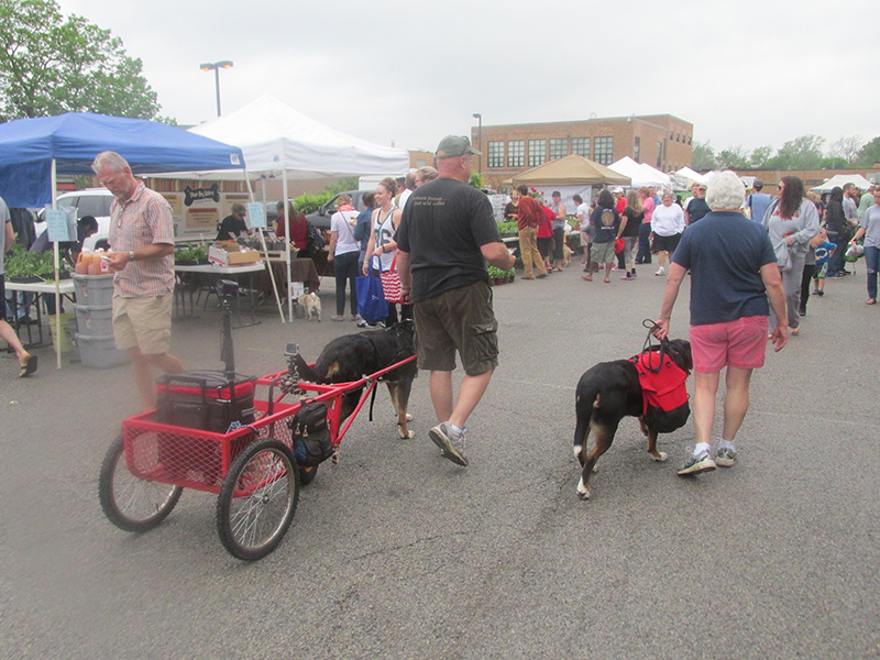 Westley Andrews and Bonnie Money were at the market with their Greater Swiss Mountain dogs Miesha and Gypsy (pulling the cart).