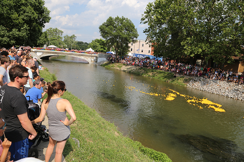 The crowds lined the canal to watch the 1500+ ducks vie for position as they approach the finish line. Some of the ducks had further plans for escape.