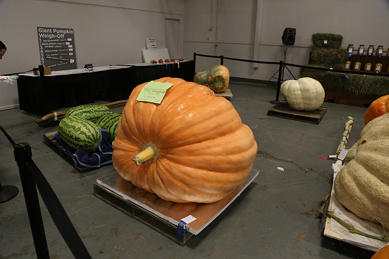 big pumpkins