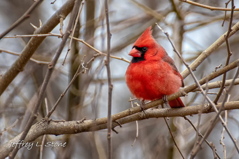 Northern Cardinal, a male and a female