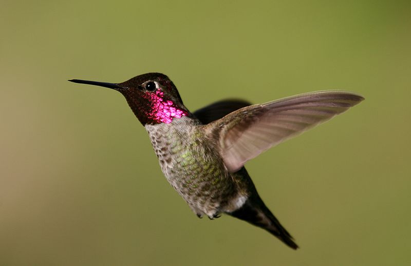Anna's hummingbird is the only species to produce a song.