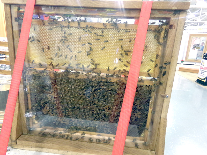Bees on display