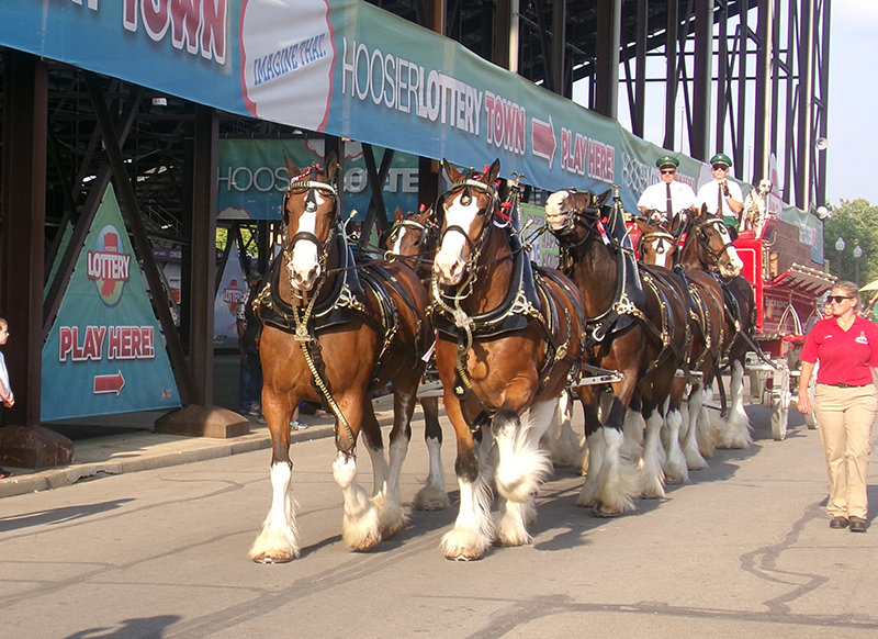 The Clydesdales