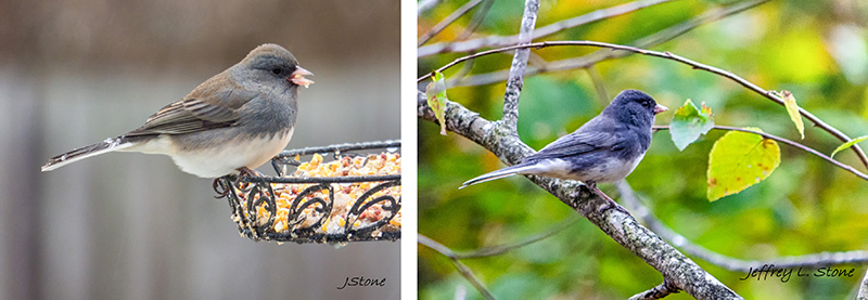Two pictures of the Dark-eyed Junco