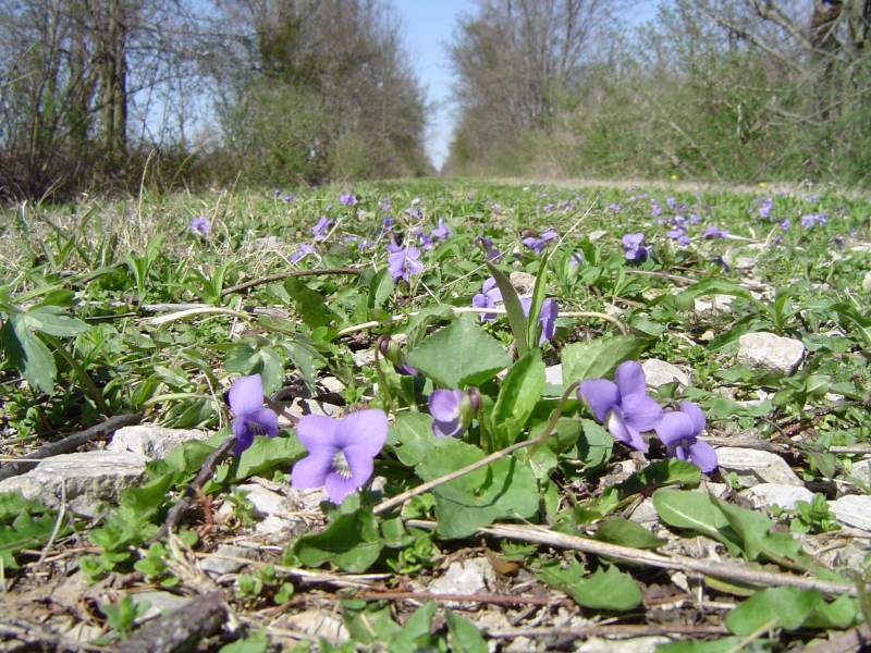 The Prisoner's Walk, Part I - by Joseph Foster 