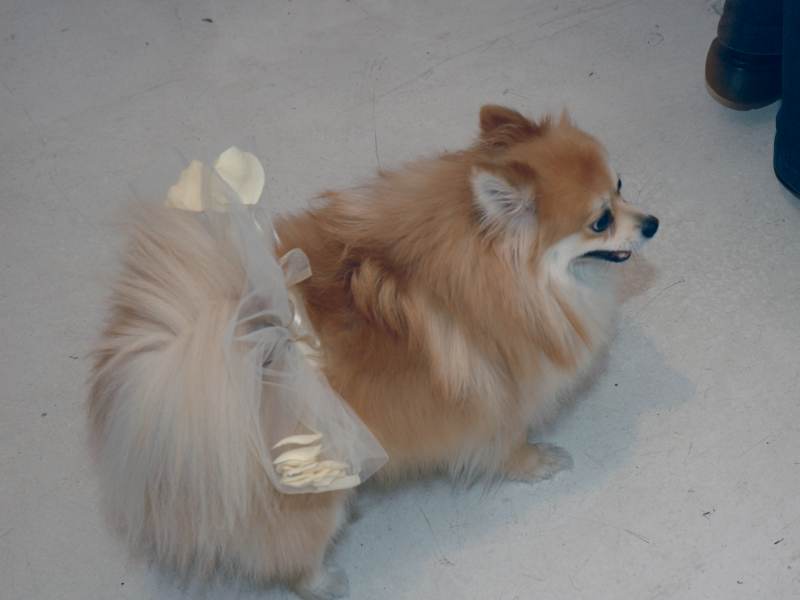 Random Rippling - little ballerina 