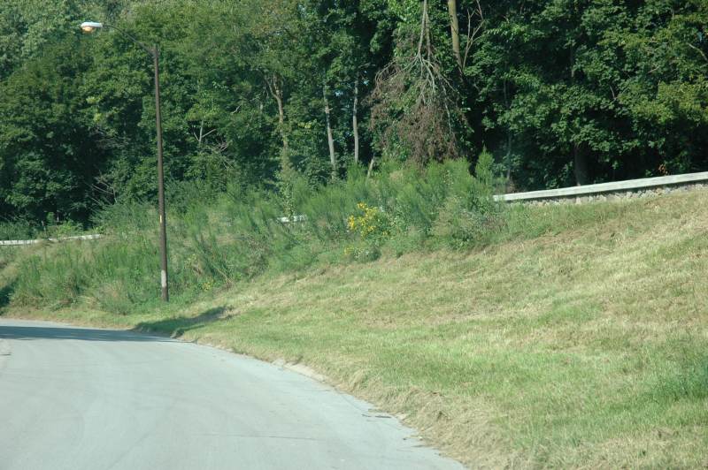 Random Rippling - Overgrown levee 