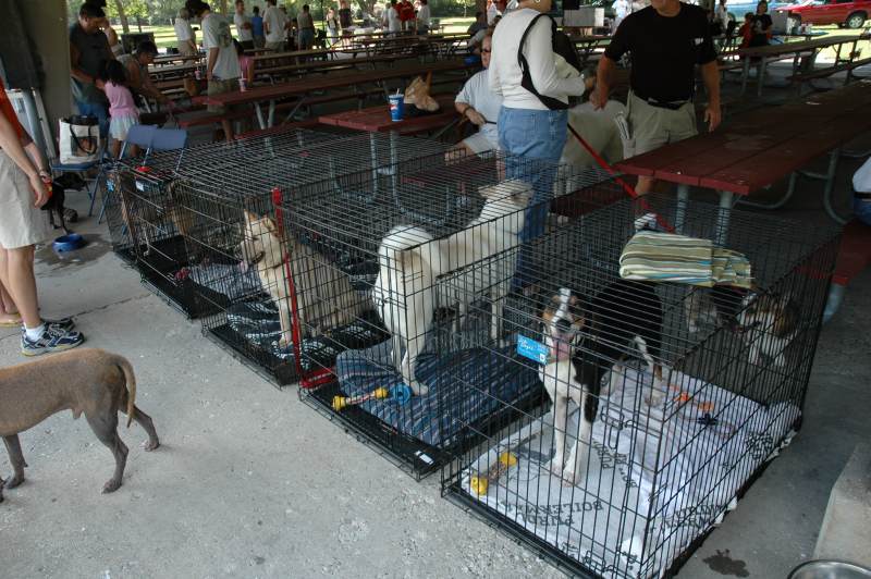 Random Rippling - FACE Hosts Dog Ice Cream Social at Park 