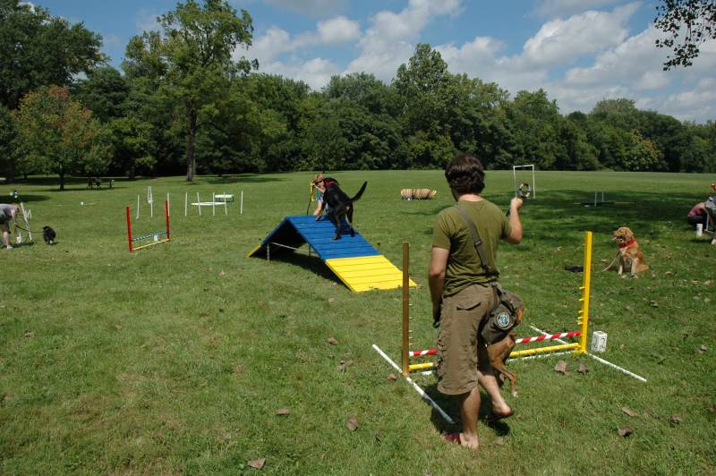 The dog agility course.