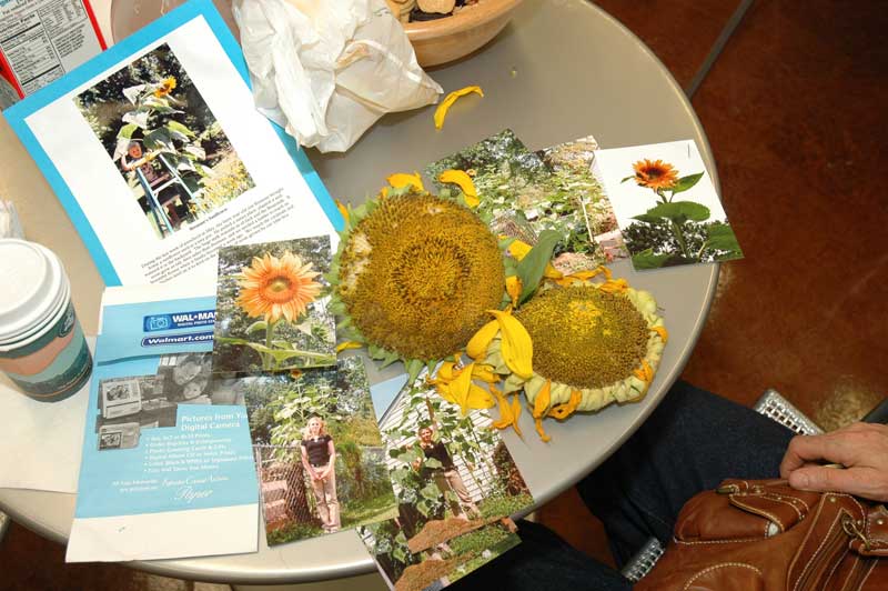 Random Rippling - Sunflower Contest at Sunflower Market