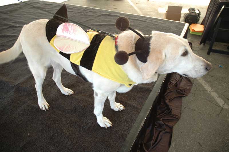 This bumblebee won a ribbon in the costume contest.