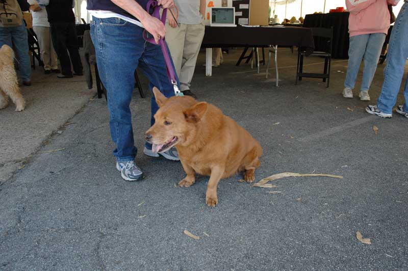 Random Rippling - BRAC Open House and Pet Contest