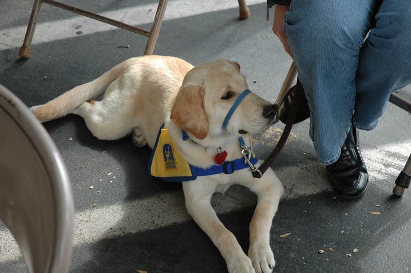 Random Rippling - BRUM Pet Blessing