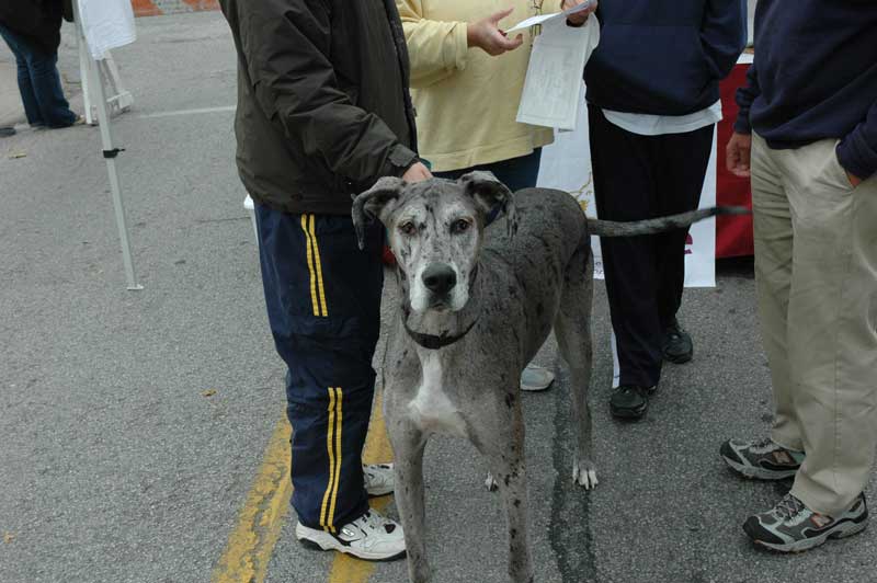 Random Rippling - Mutts Meet at 49th and College for City Dog Opening