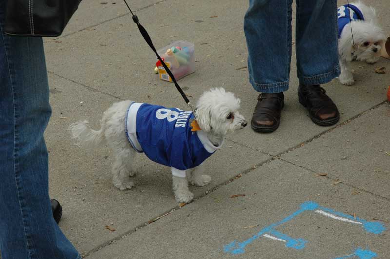 Random Rippling - Mutts Meet at 49th and College for City Dog Opening