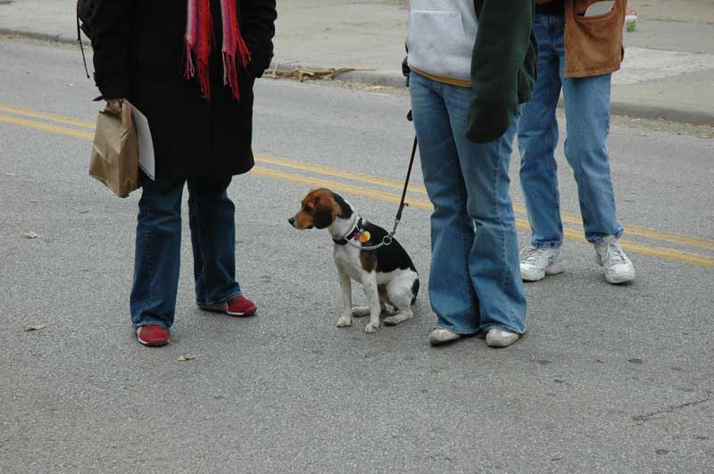 Random Rippling - Mutts Meet at 49th and College for City Dog Opening