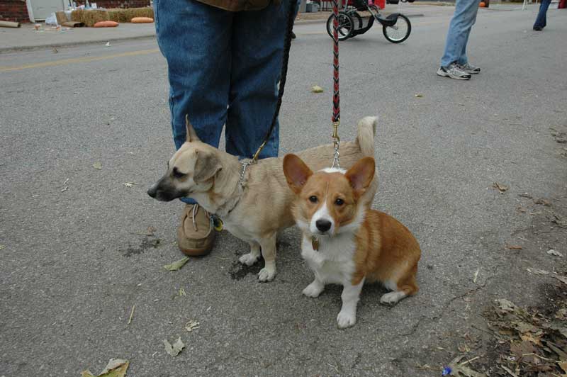 Random Rippling - Mutts Meet at 49th and College for City Dog Opening