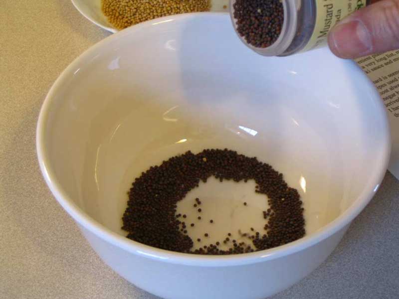 Recipes: Then & Now - Spicy Mustard - by Douglas Carpenter 