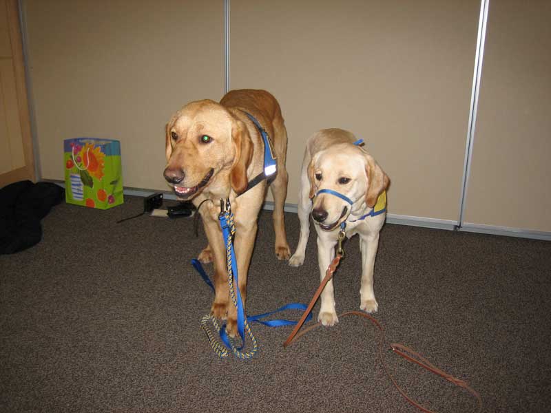 Big Ruiz with average-sized CCI puppy-in-training Ruthie. 