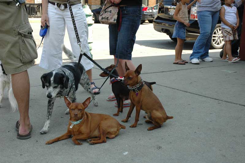 Random Rippling - Fire Truck and Dogs