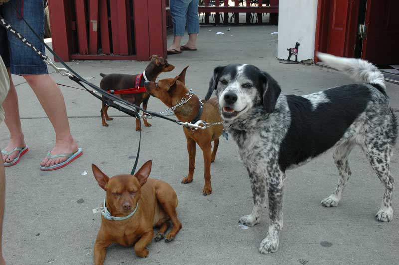 Random Rippling - Fire Truck and Dogs
