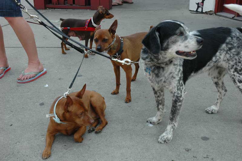 Random Rippling - Fire Truck and Dogs
