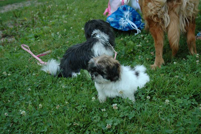 Broad Ripple hosts the 2nd annual ARPO Dog Olympics - By Sarah Davis