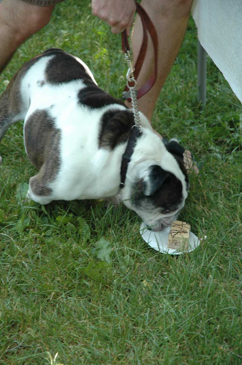 Broad Ripple hosts the 2nd annual ARPO Dog Olympics - By Sarah Davis