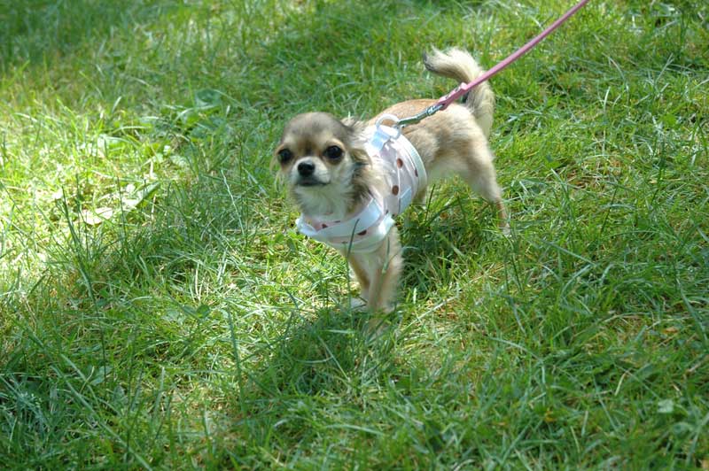 Broad Ripple hosts the 2nd annual ARPO Dog Olympics - By Sarah Davis