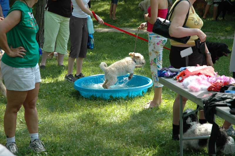Broad Ripple hosts the 2nd annual ARPO Dog Olympics - By Sarah Davis