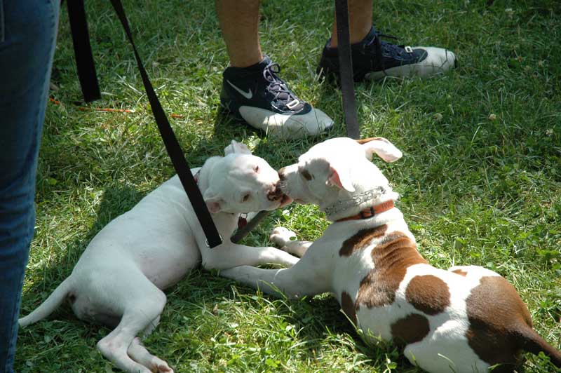 Broad Ripple hosts the 2nd annual ARPO Dog Olympics - By Sarah Davis