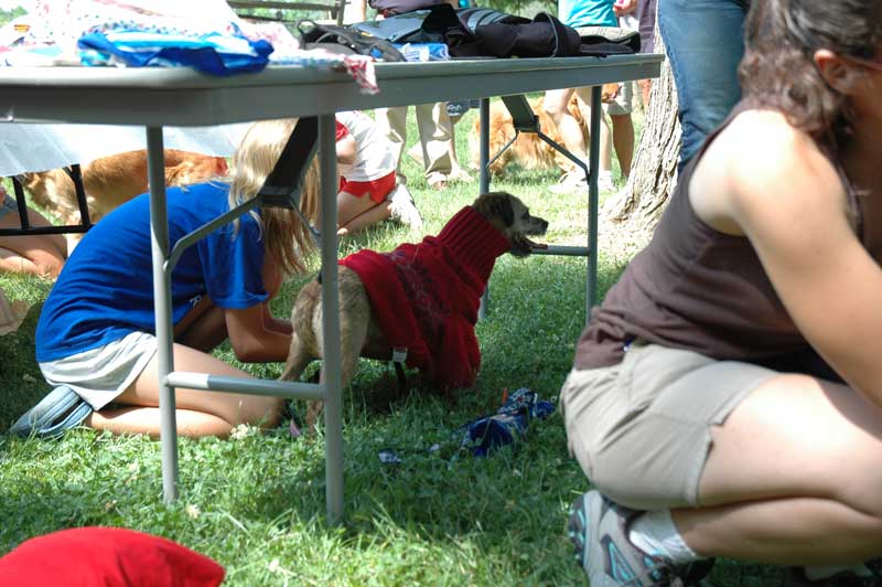 Broad Ripple hosts the 2nd annual ARPO Dog Olympics - By Sarah Davis