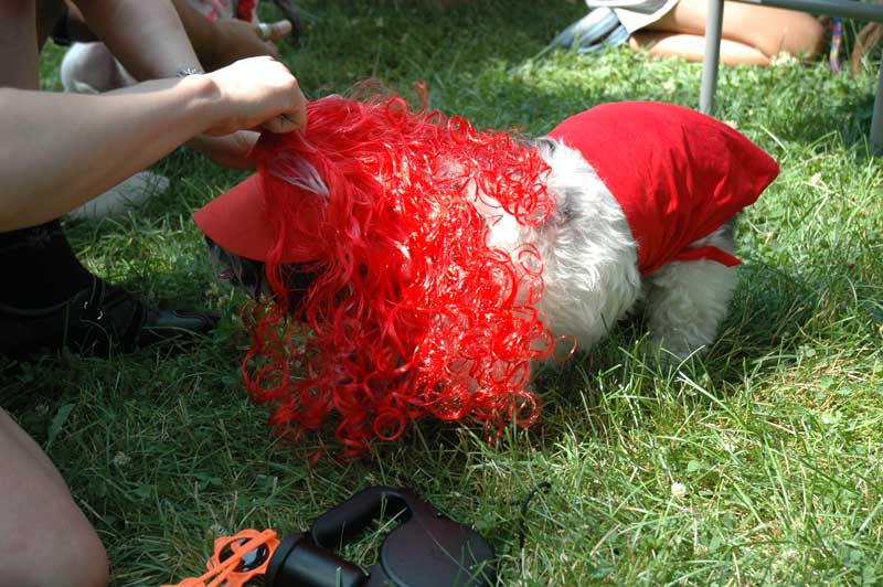 Broad Ripple hosts the 2nd annual ARPO Dog Olympics - By Sarah Davis