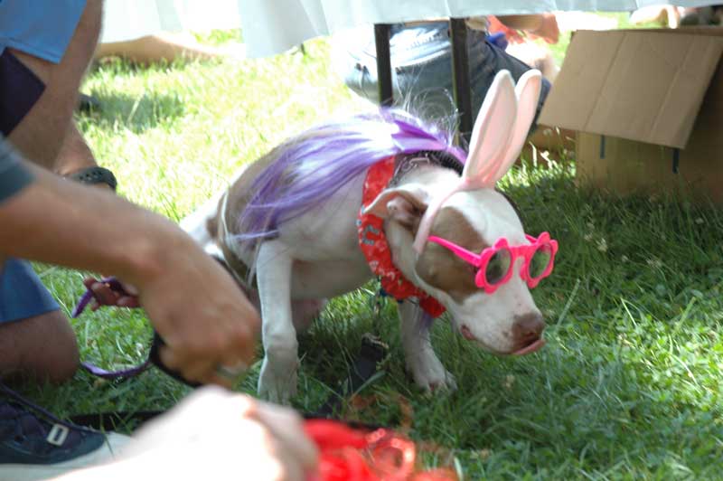 Broad Ripple hosts the 2nd annual ARPO Dog Olympics - By Sarah Davis