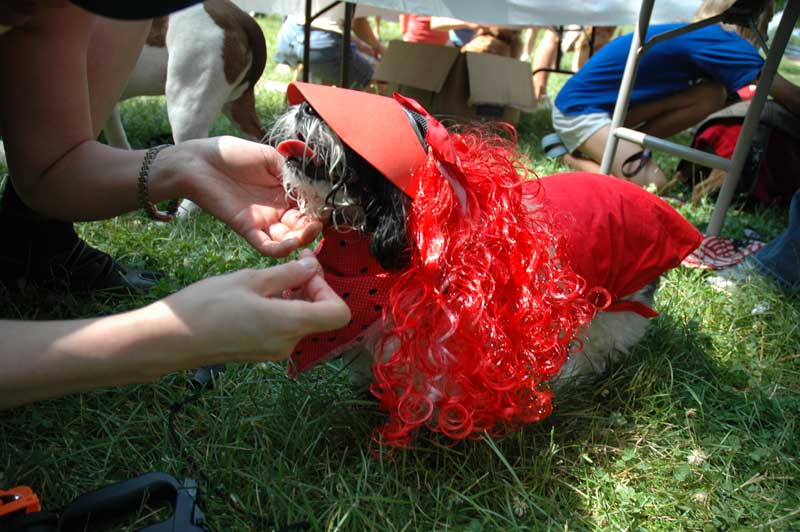 Broad Ripple hosts the 2nd annual ARPO Dog Olympics - By Sarah Davis