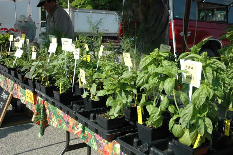 Broad Ripple Farmers' Market - by Candance Lasco