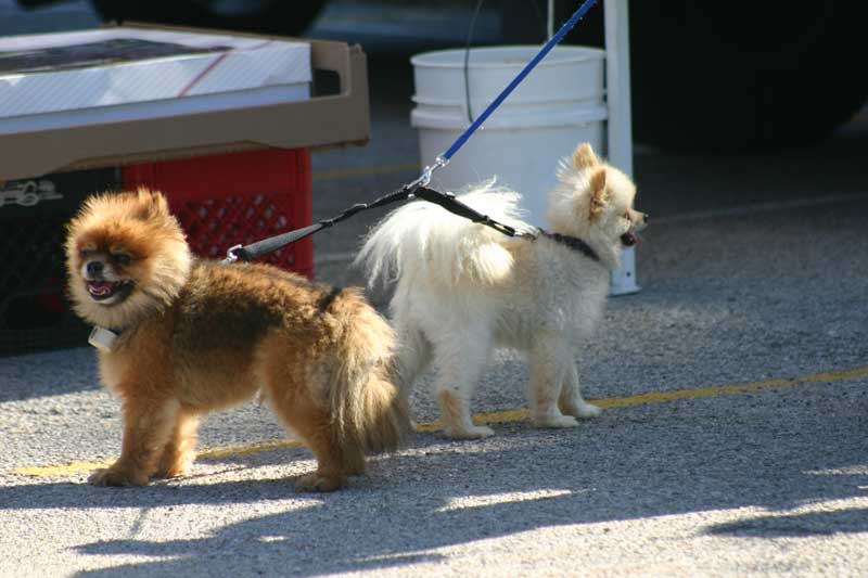 Broad Ripple Farmers' Market - by Candance Lasco