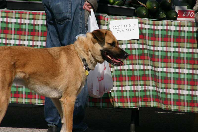 Broad Ripple Farmers' Market - by Candance Lasco