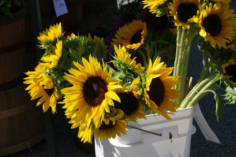Sunflowers at the Harvest Moon Flower Farm booth