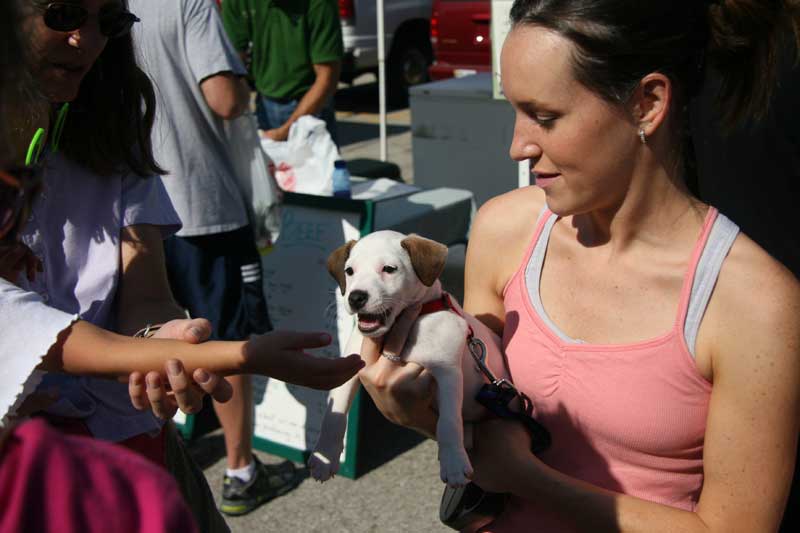 Molly the puppy meets new friends at the market
