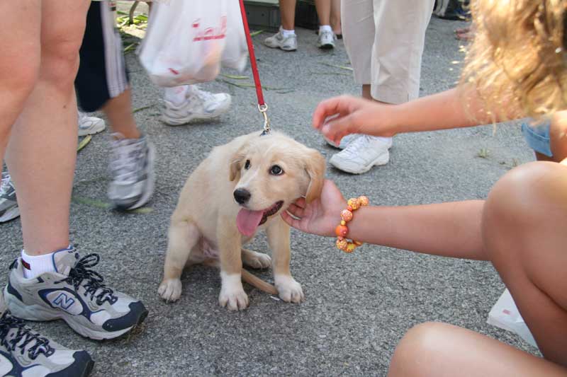 Puppies get lots of attention at the market. Kazak, named after a dog in a Kurt Vonnegut novel, was quite popular.