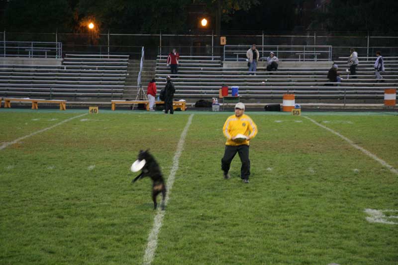 Dog Frisbee