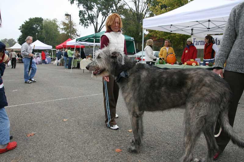 This huge wolfhound was a hit with market patrons.
