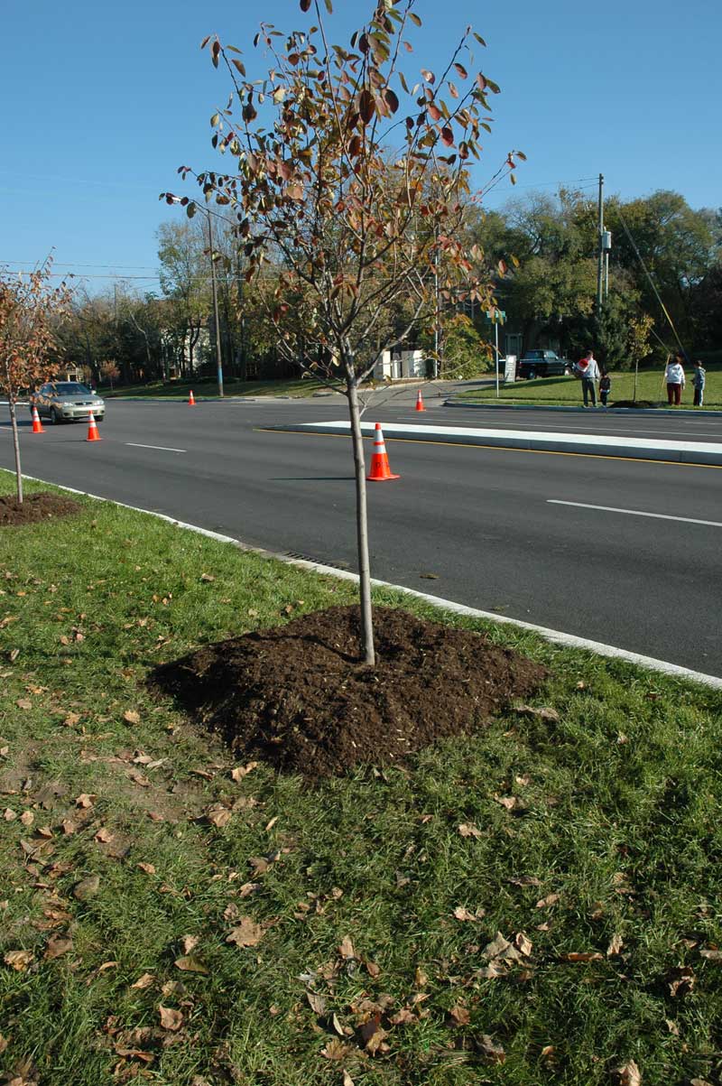 Keeping Broad Ripple Beautiful - By Ashley Plummer