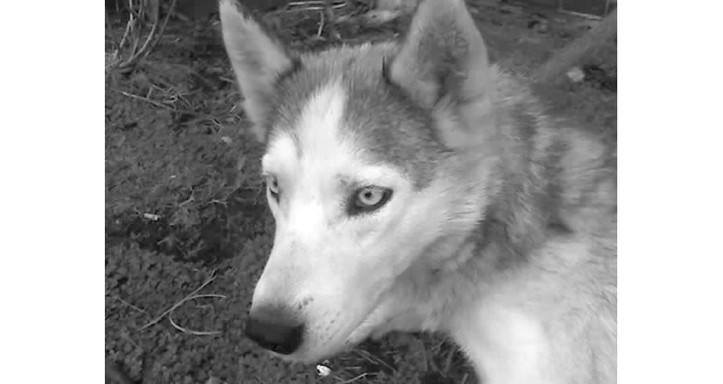 Howling at the Moon by Susan Smith