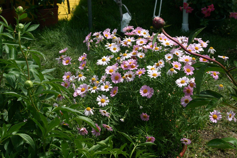 Orchard in Bloom kicks off Spring - by Candance Lasco 