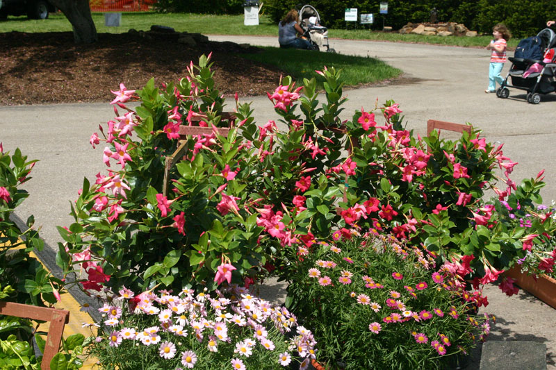 Orchard in Bloom kicks off Spring - by Candance Lasco 