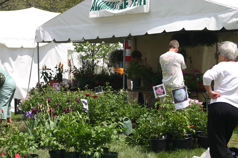 Orchard in Bloom kicks off Spring - by Candance Lasco 