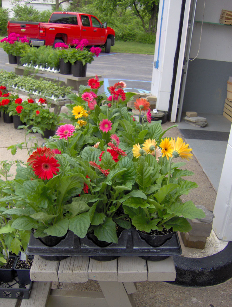 Locally Grown Gardens Personal Produce - By Mario Morone